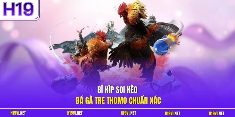 Bí kíp soi kèo đá gà tre Thomo chuẩn xác