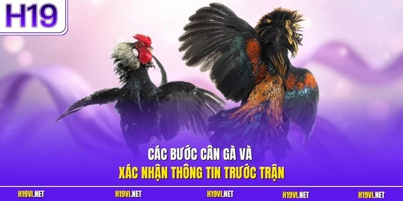 Các bước cân gà và xác nhận thông tin trước trận