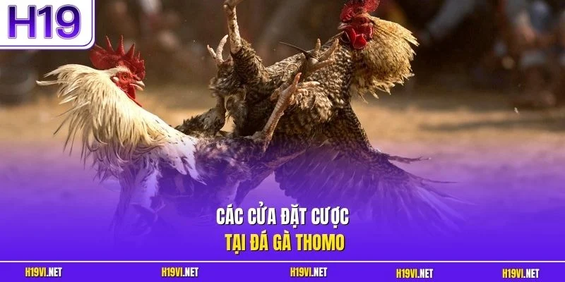 Các cửa đặt cược tại đá gà Thomo