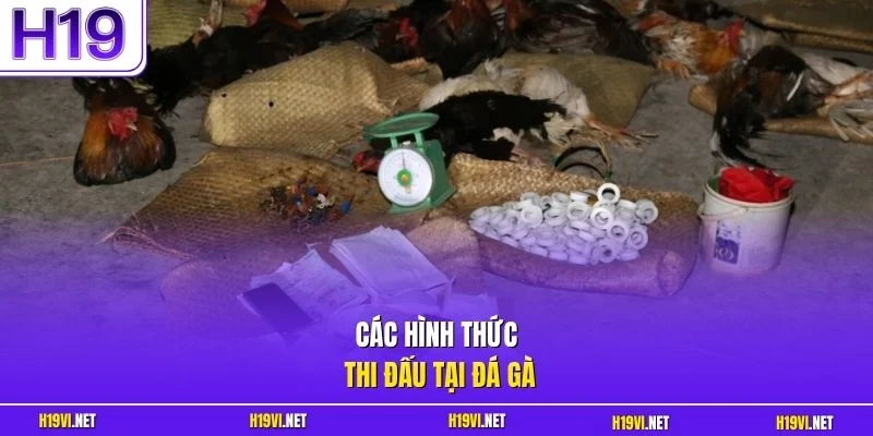 Các hình thức thi đấu tại đá gà