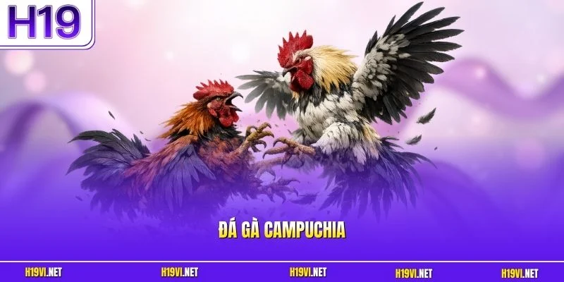Đá gà Campuchia