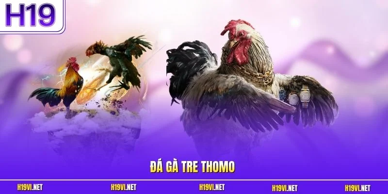 Đá gà tre Thomo