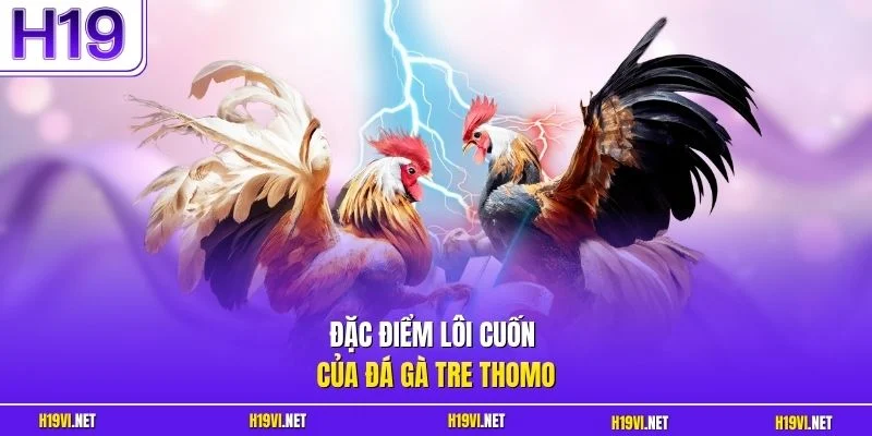Đặc điểm lôi cuốn của đá gà tre Thomo