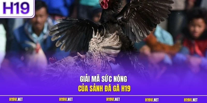 Giải mã sức nóng của sảnh đá gà H19