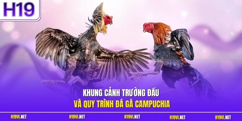 Khung cảnh trường đấu và quy trình đá gà Campuchia