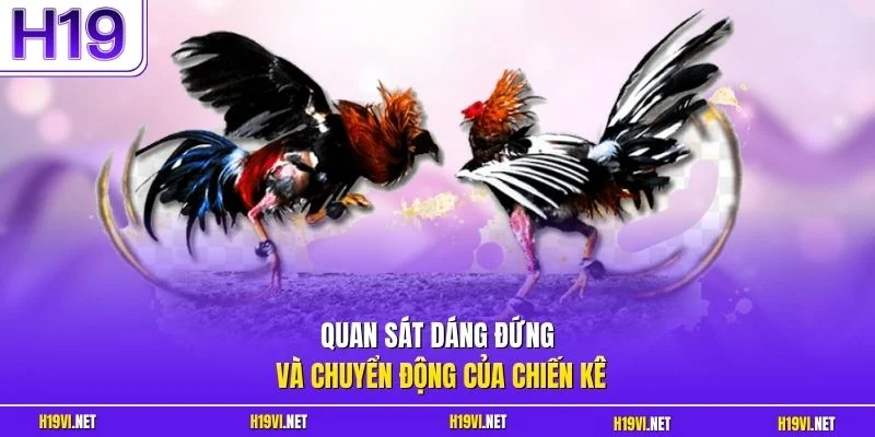 Quan sát dáng đứng và chuyển động của chiến kê